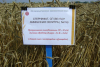 На МИС продолжаются испытания технологий по возделыванию озимой пшеницы